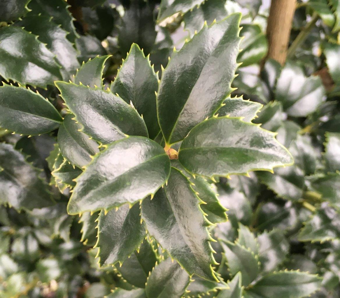 Mary Nell Holly
